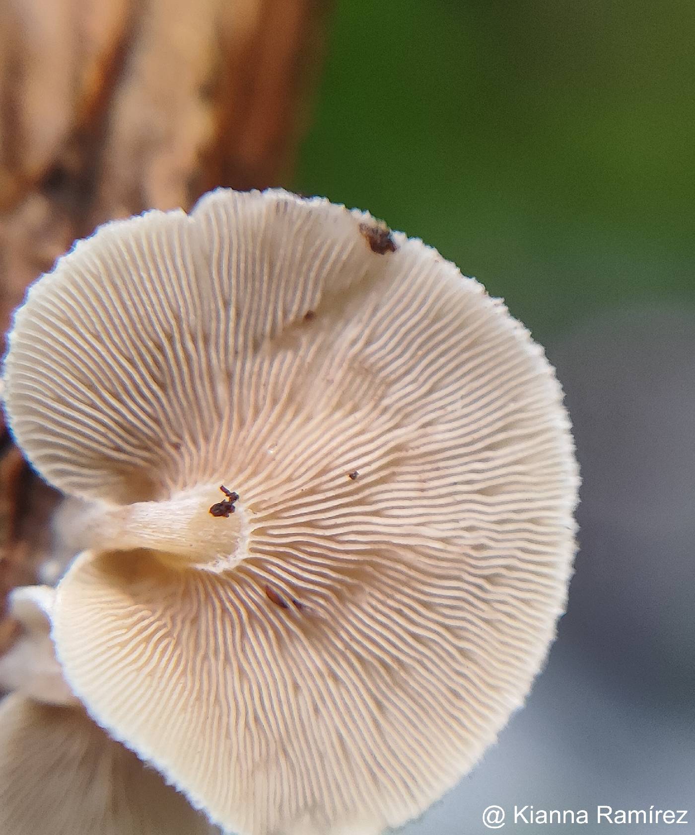 Mycenaceae image