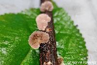 Panellus stipticus image