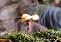 Image of Lentinus velutinus