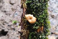 Lentinus velutinus image