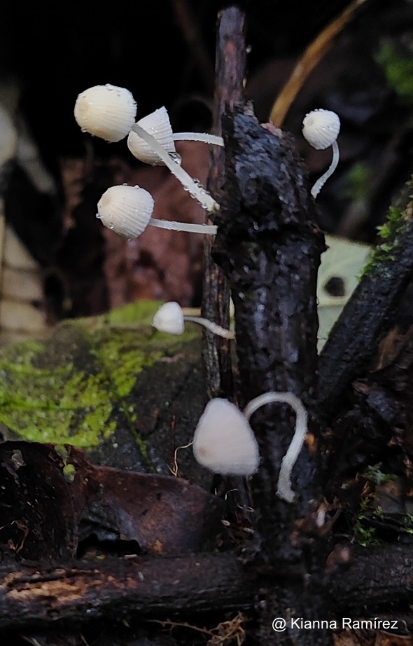 Coprinellus disseminatus image