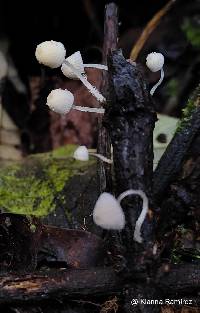 Image of Coprinellus disseminatus
