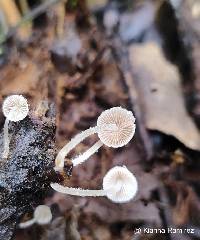 Coprinellus disseminatus image