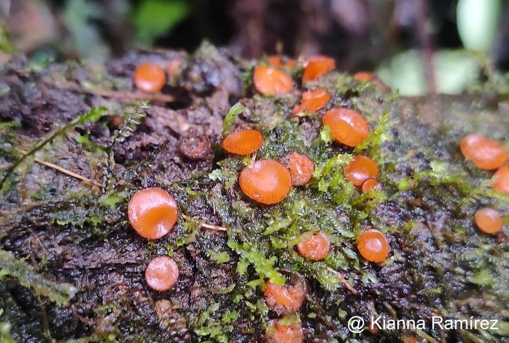Scutellinia image