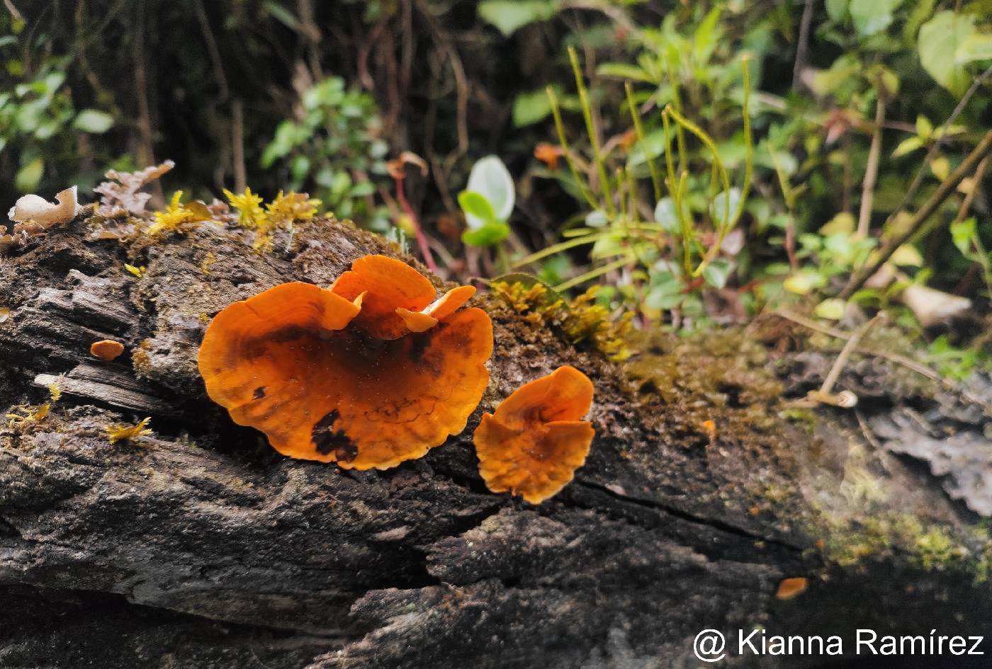 Stereaceae image