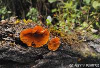 Image of Stereum ostrea