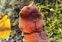 Stereum ostrea image