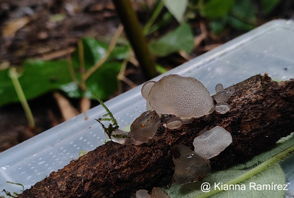 Pseudohydnum image
