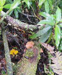 Auricularia delicata image