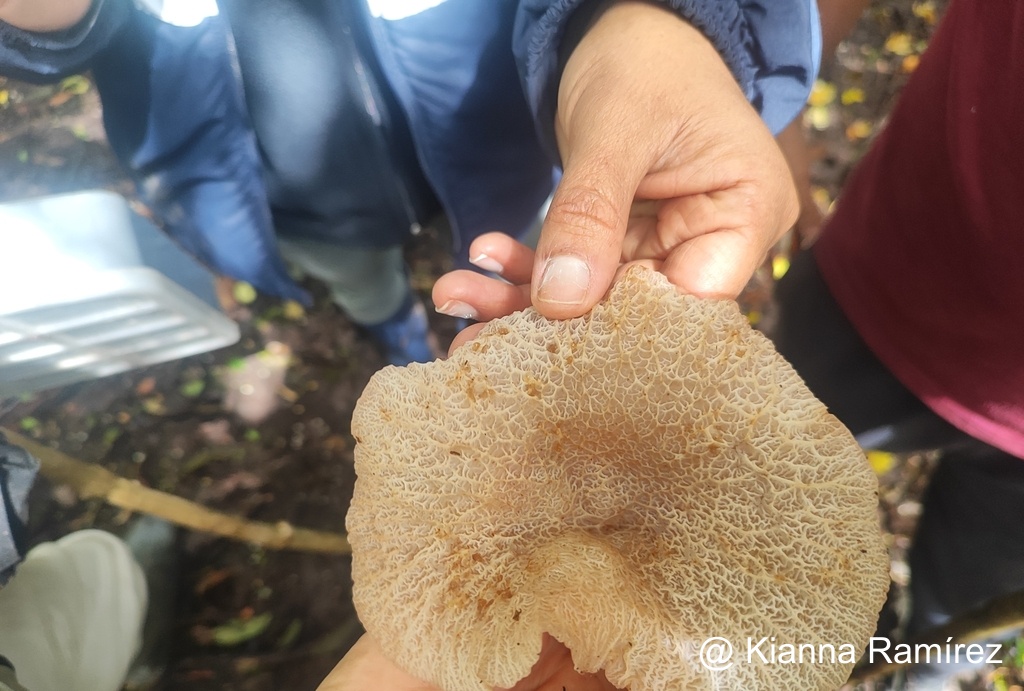 Auricularia delicata image