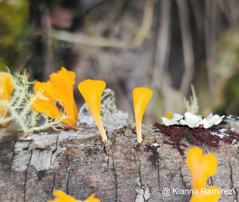 Dacrymyces spathularia image
