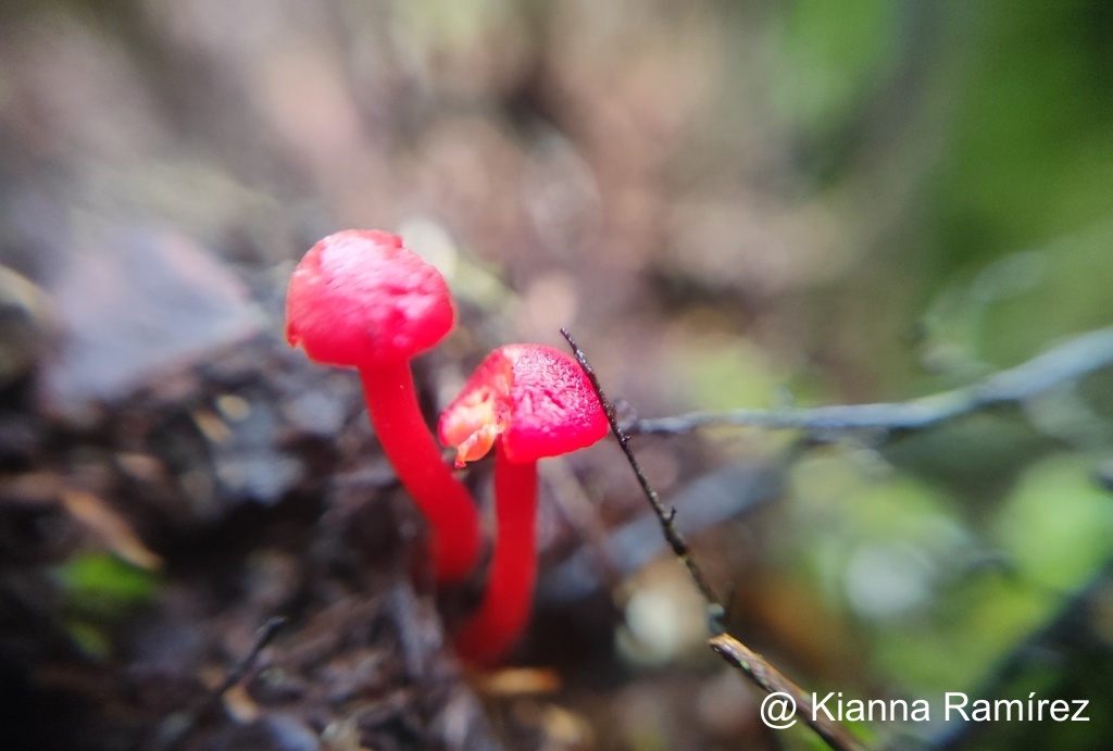Hygrocybe miniata image