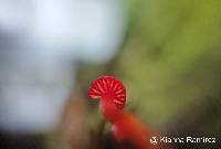 Hygrocybe miniata image