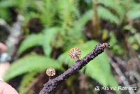 Marasmius crinis-equi image