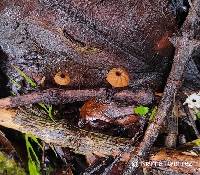Image of Marasmius crinis-equi