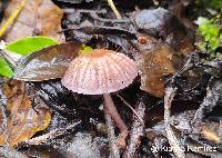 Mycena holoporphyra image