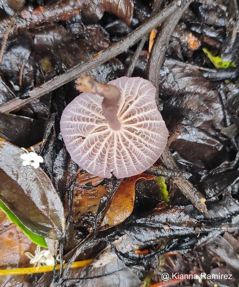 Mycena holoporphyra image
