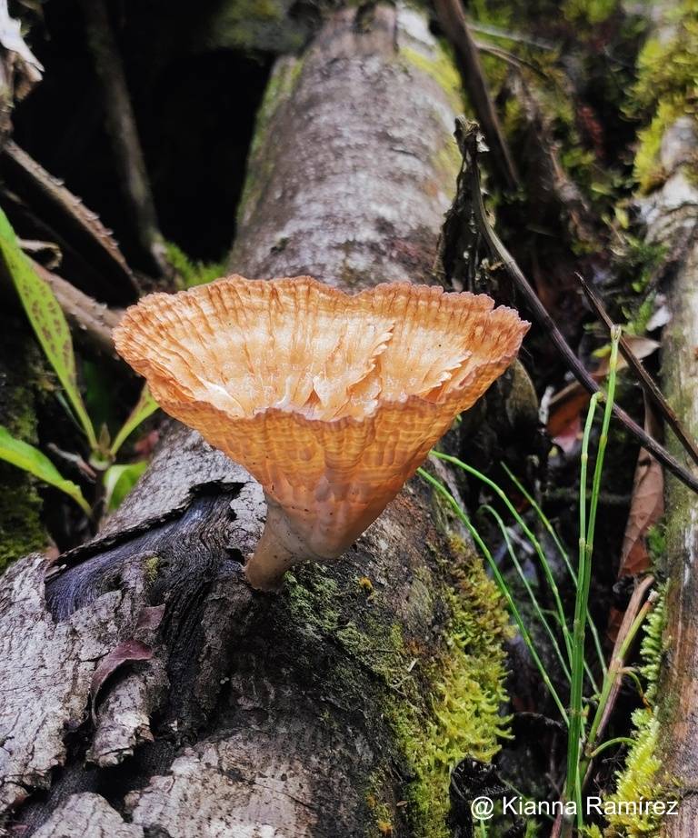 Meruliaceae image