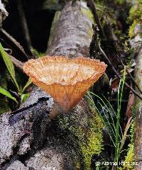 Image of Cymatoderma caperatum