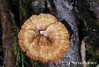 Cymatoderma caperatum image