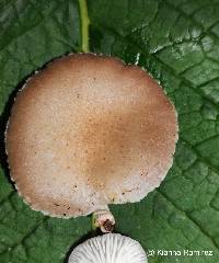 Oudemansiella cubensis image