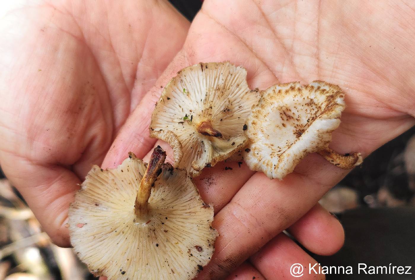 Polyporaceae image