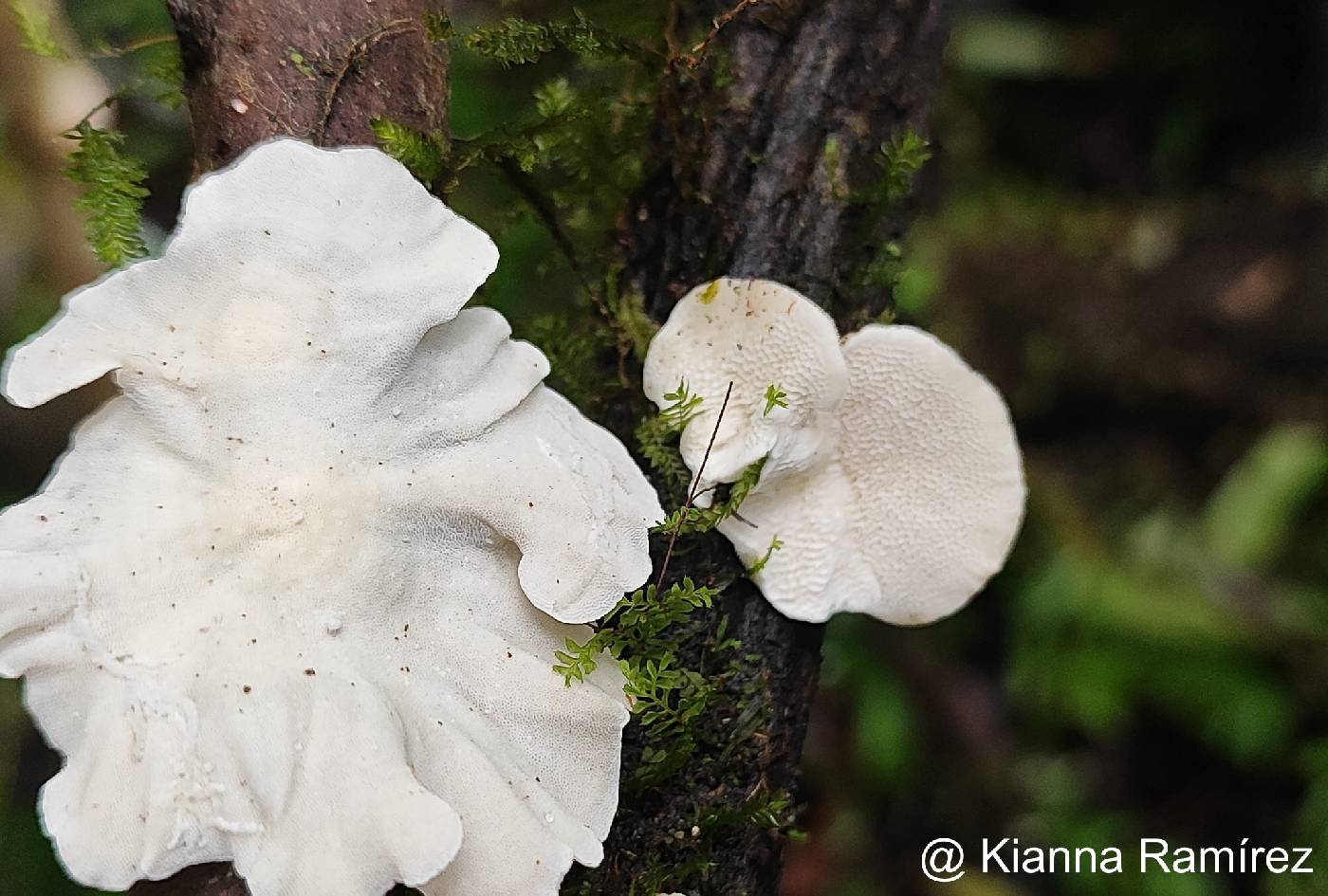Trametes ochracea image