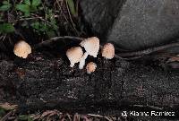 Coprinellus domesticus image