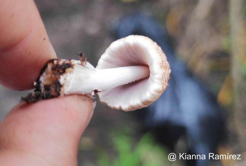 Coprinellus domesticus image