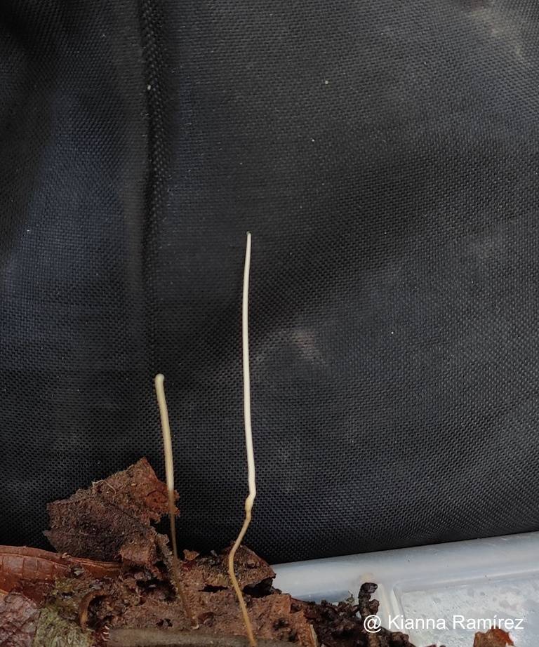 Macrotyphula juncea image