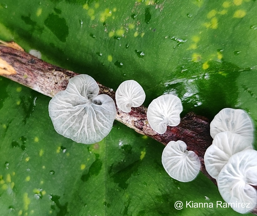 Marasmiaceae image