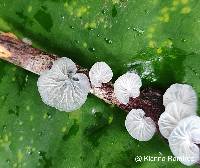 Image of Tetrapyrgos alba