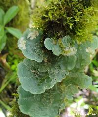 Image of Cora glabrata
