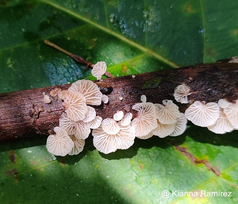 Marasmiellus image