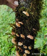 Panellus pusillus image