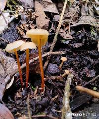 Image of Gymnopus dryophilus