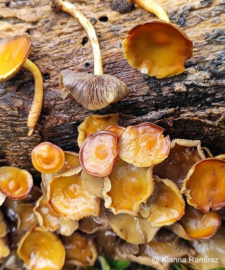 Hypholoma image