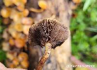 Image of Hypholoma fasciculare