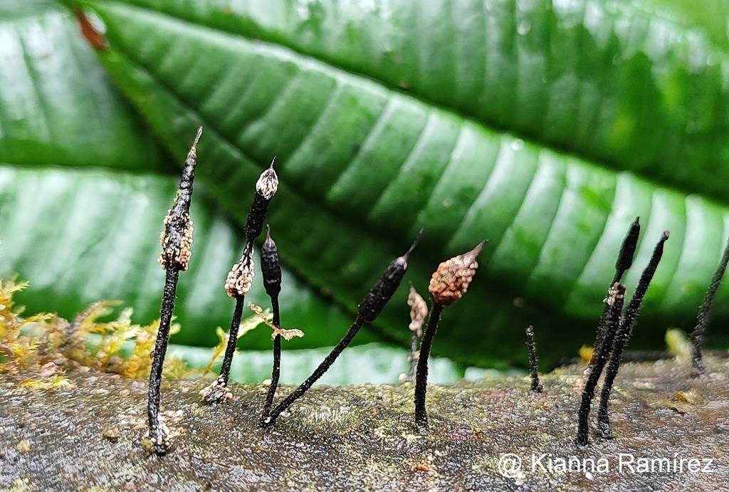 Xylaria apiculata image