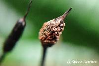 Xylaria apiculata image