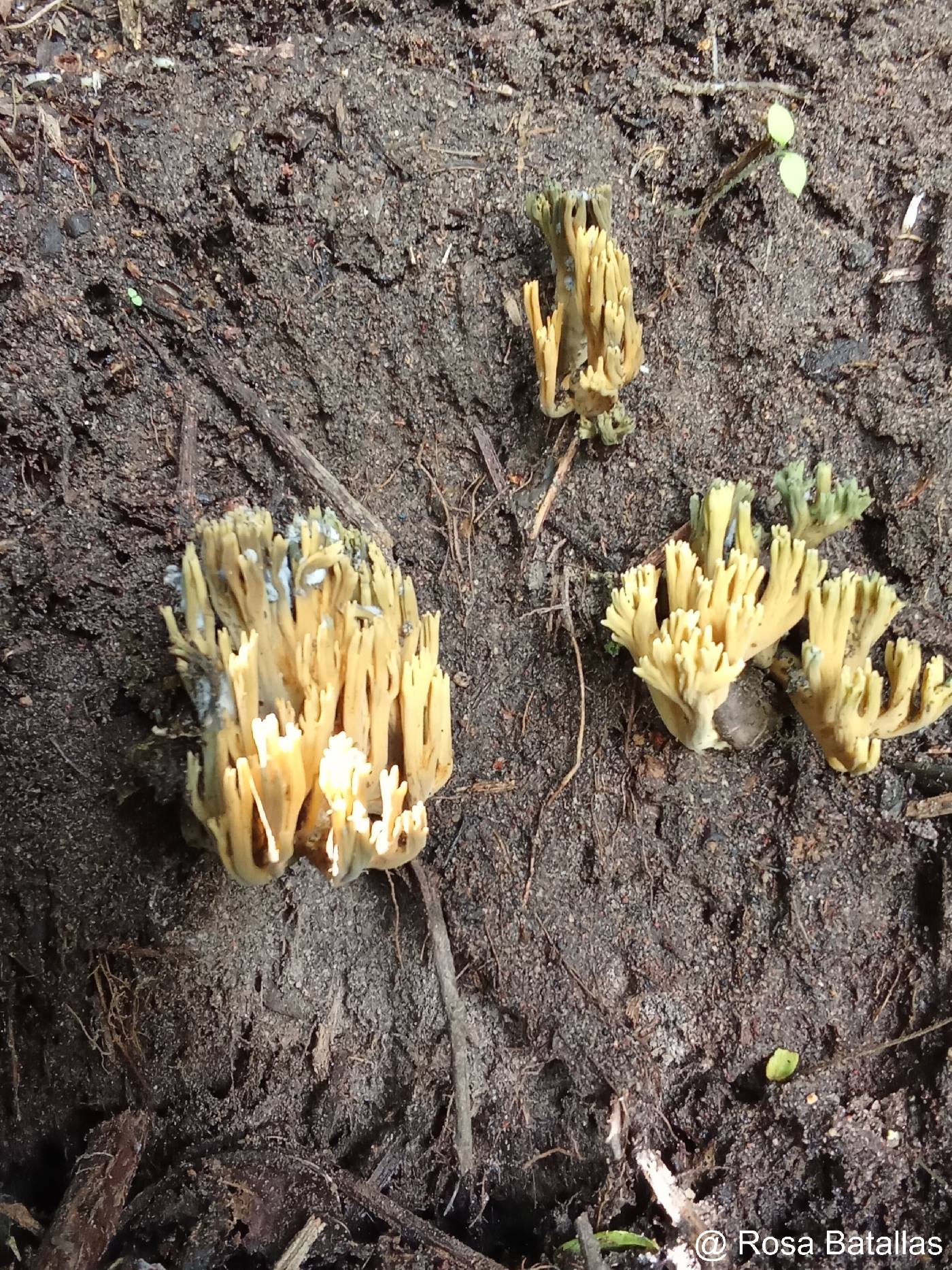 Phaeoclavulina curta image