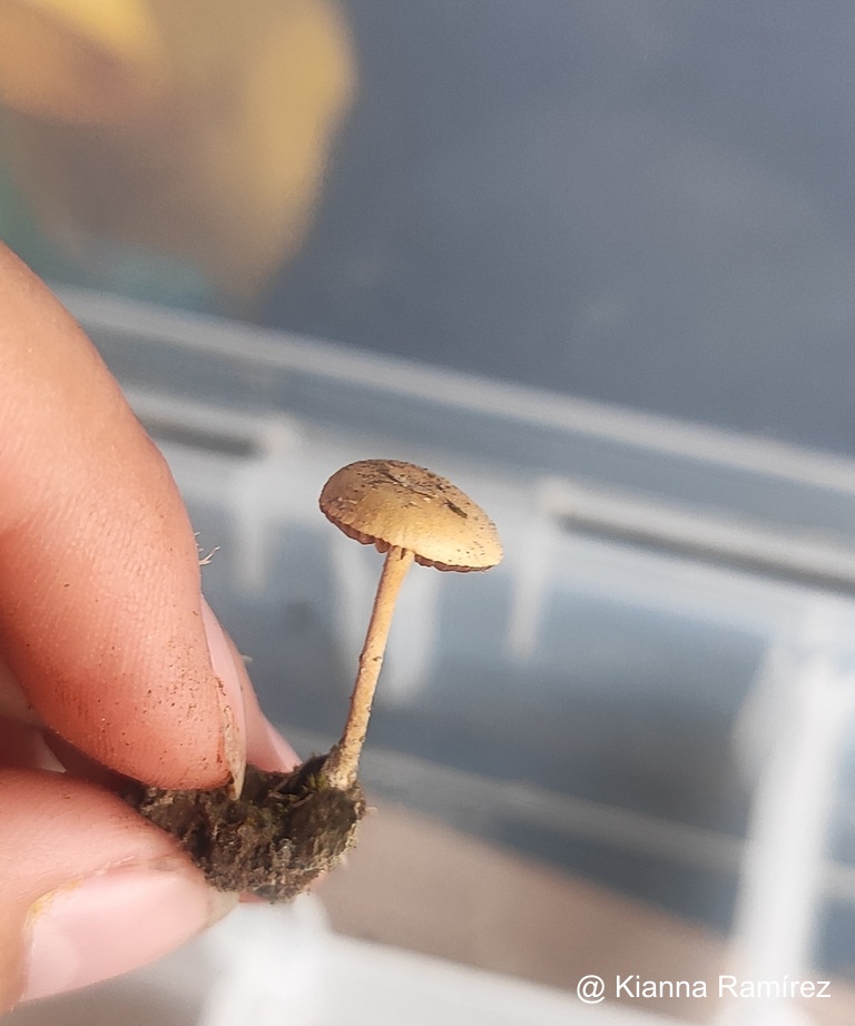 Deconica horizontalis image