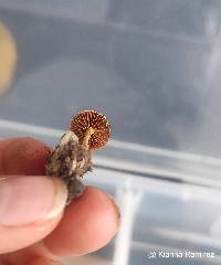 Deconica horizontalis image