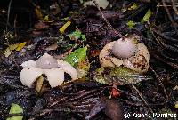 Image of Geastrum saccatum