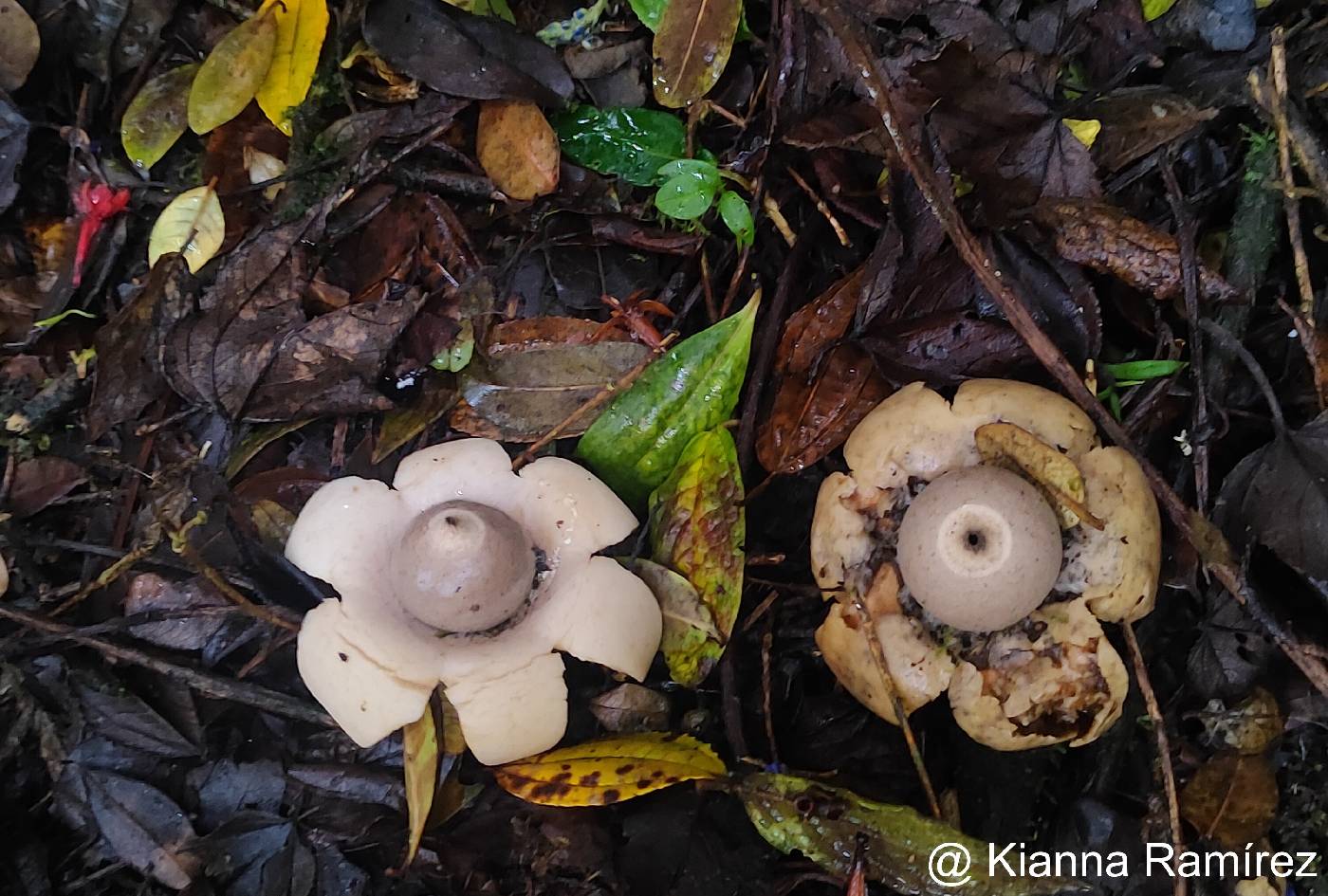 Geastraceae image