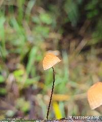 Marasmius siccus image