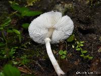 Leucocoprinus brebissonii image