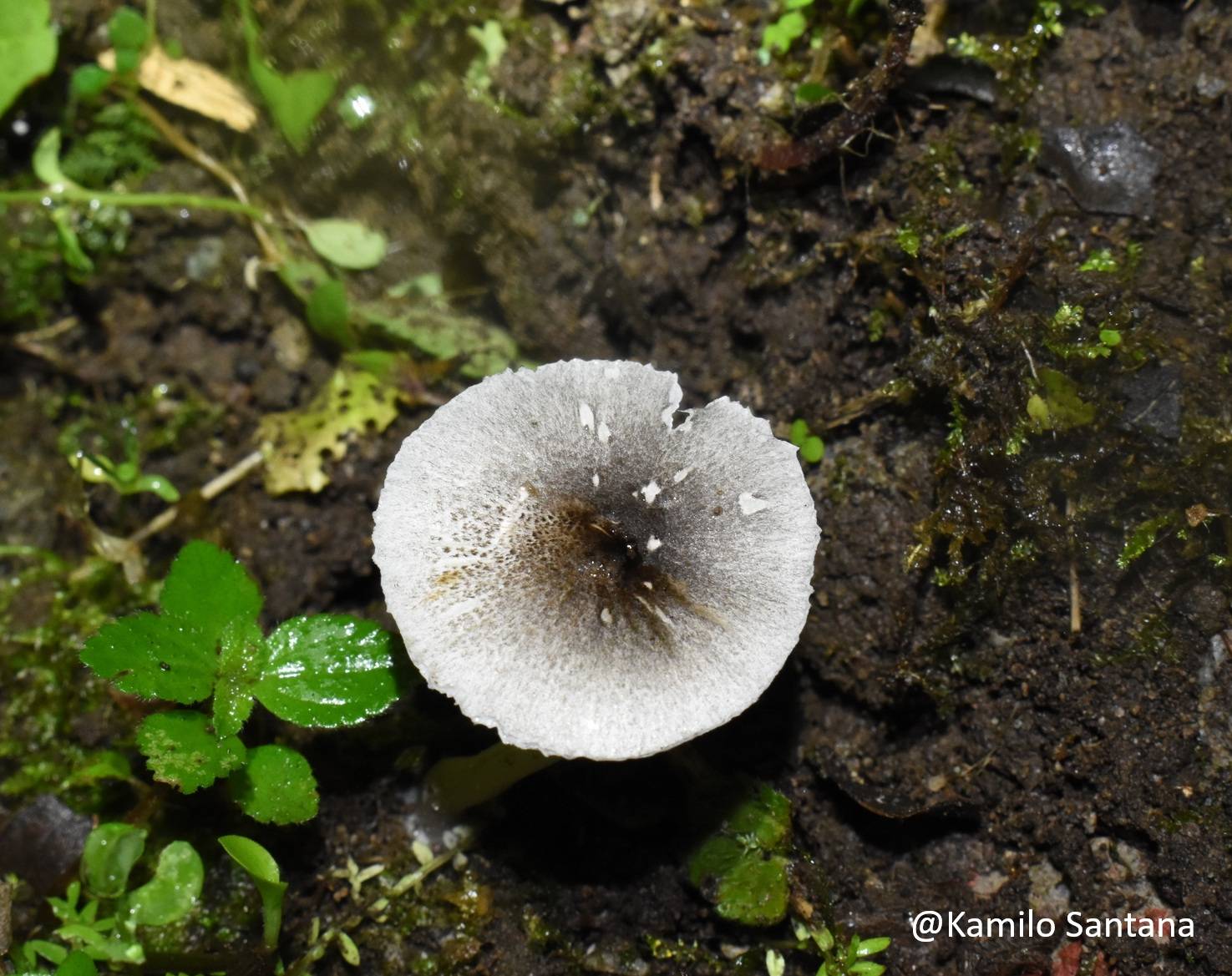 Agaricaceae image