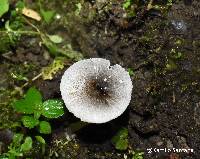 Image of Leucocoprinus brebissonii