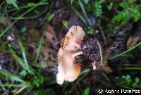 Image of Auriscalpium andinum